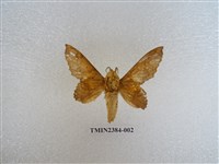 藏品(鋸緣枯葉蛾)的圖片